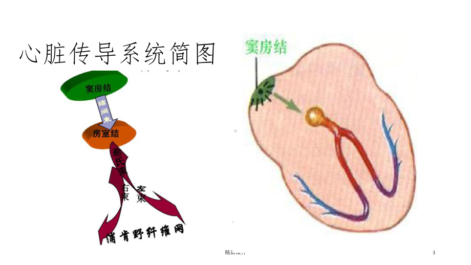 常见的心律失常及药物选择课件.ppt_第3页