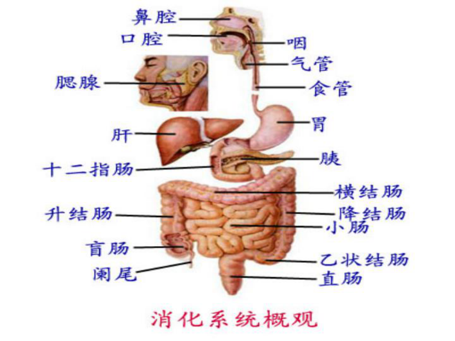 慢性便秘诊断与治疗课件.ppt_第3页