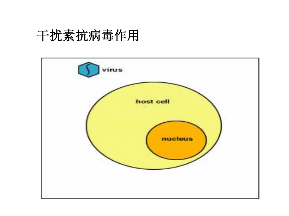 干扰素的作用课件.pptx_第3页