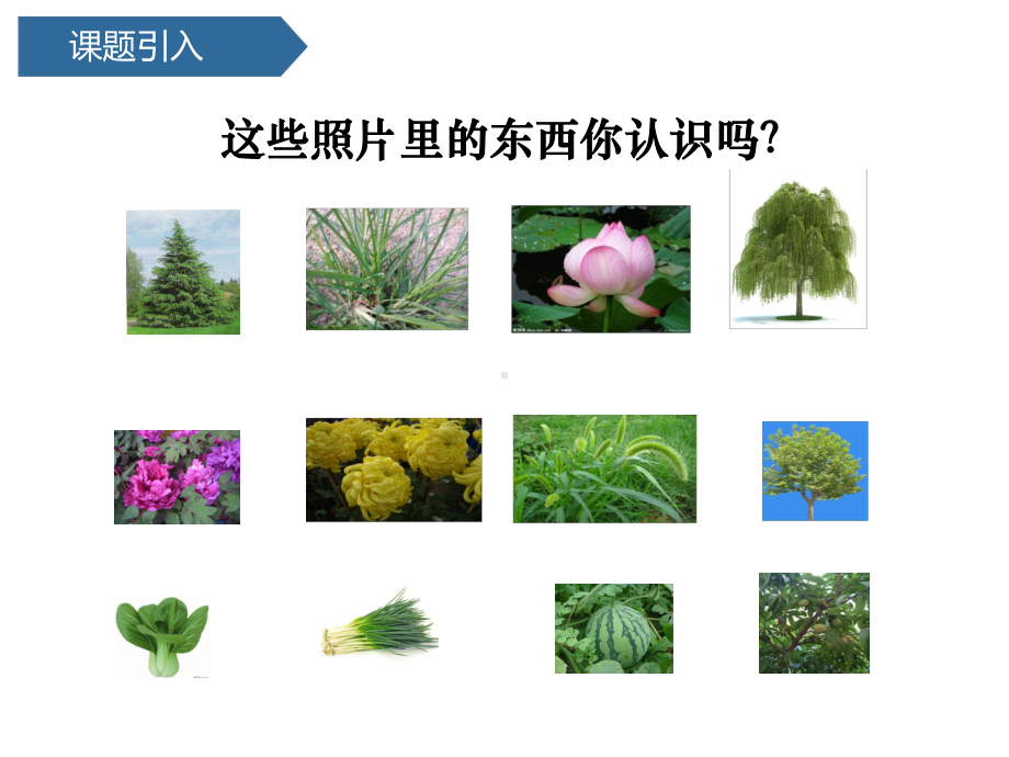 教科版科学一年级上册 第一单元1我们知道的植物课件.pptx_第2页