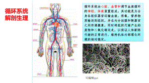 循环系统解剖生理课件.ppt