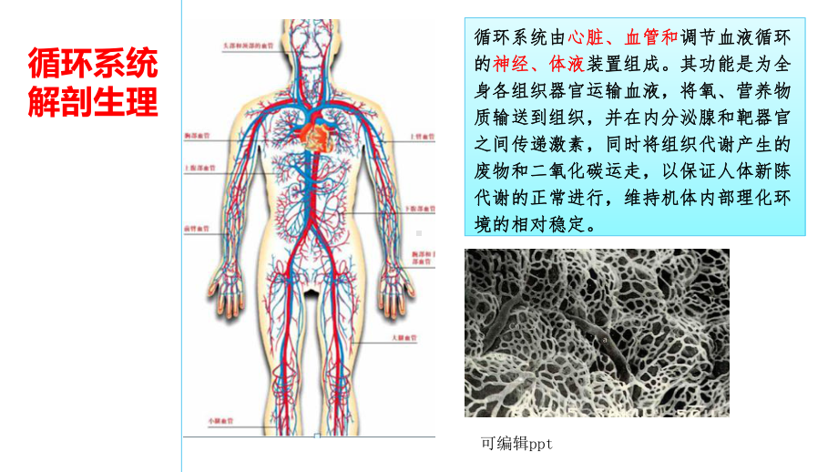 循环系统解剖生理课件.ppt_第1页