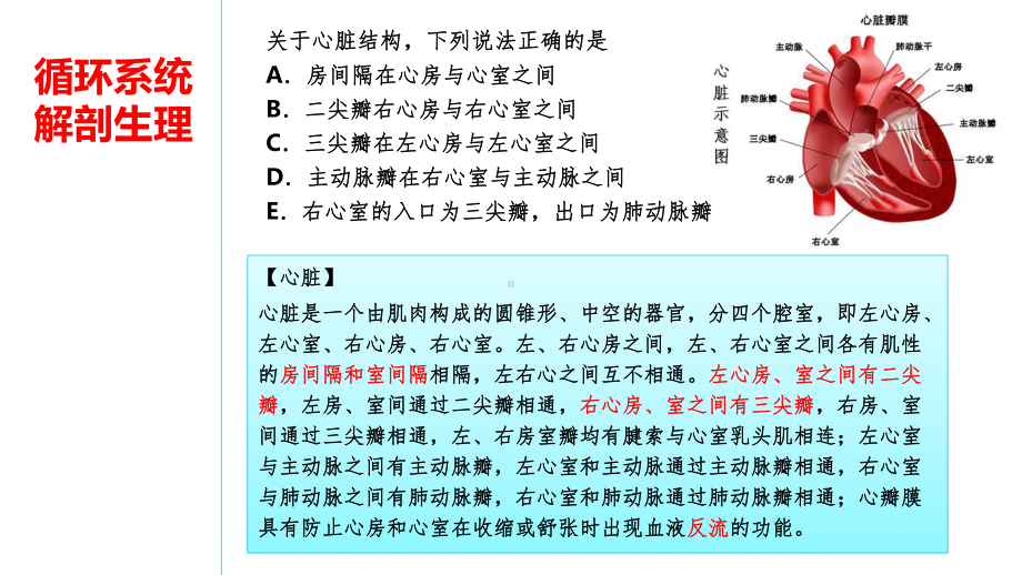 循环系统解剖生理课件.ppt_第2页