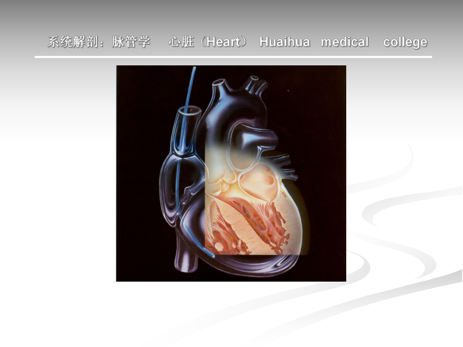 心脏培训教程课件.pptx_第2页