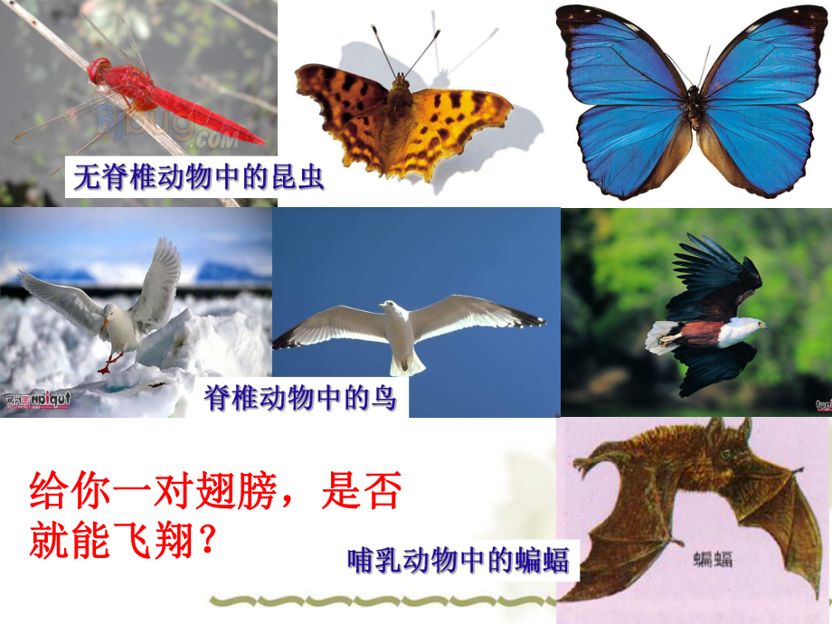 新人教版八年级生物上册-第六节《鸟》优秀课件.pptx_第1页