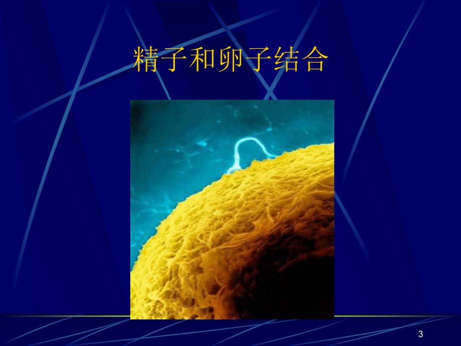 影响心理发展的遗传因素课件.ppt_第3页