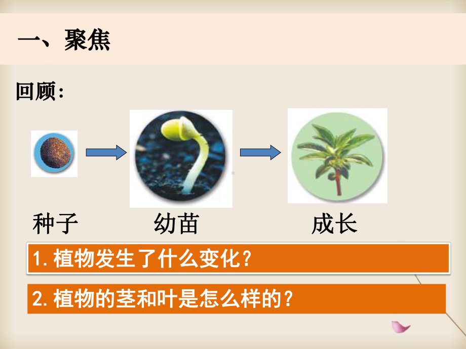 新教科版四年级下册课件：1 4《茎和叶》.pptx_第3页