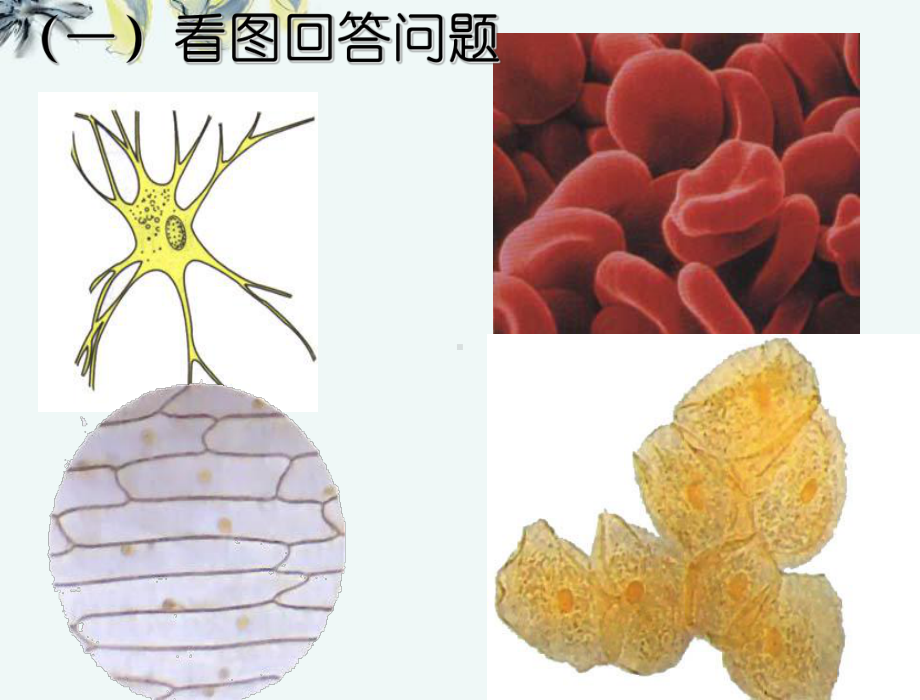 必修一生物细胞的多样性和统一性获奖说课课件.ppt_第2页