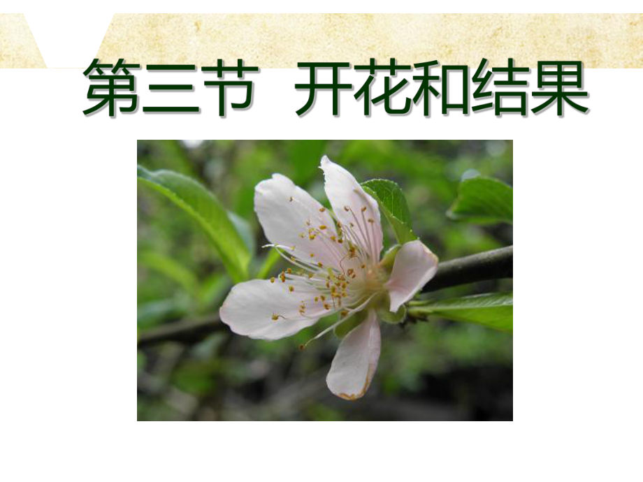 开花和结果 优质课公开课课件.ppt_第1页