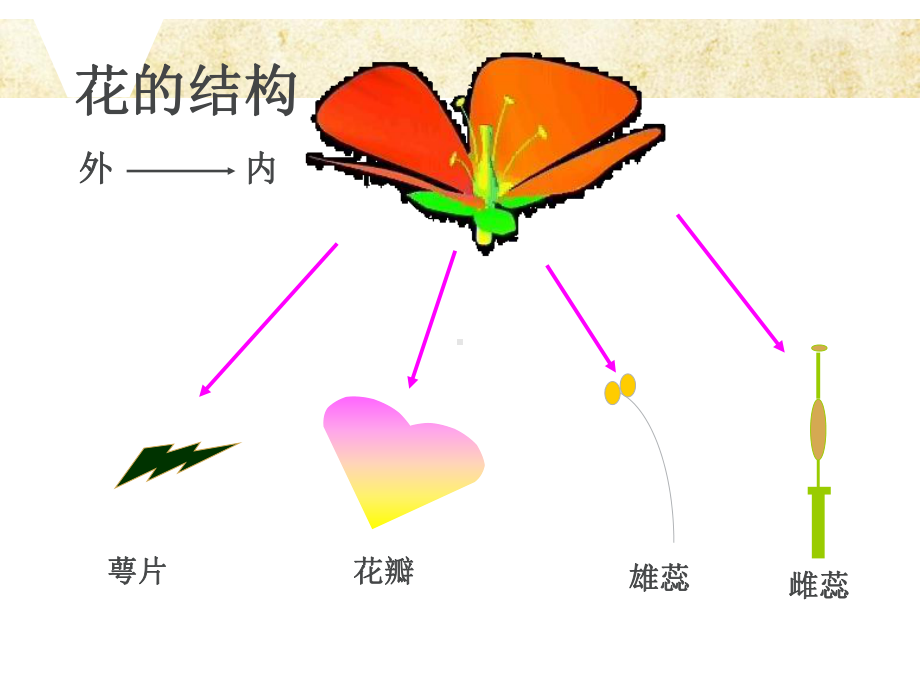 开花和结果 优质课公开课课件.ppt_第3页