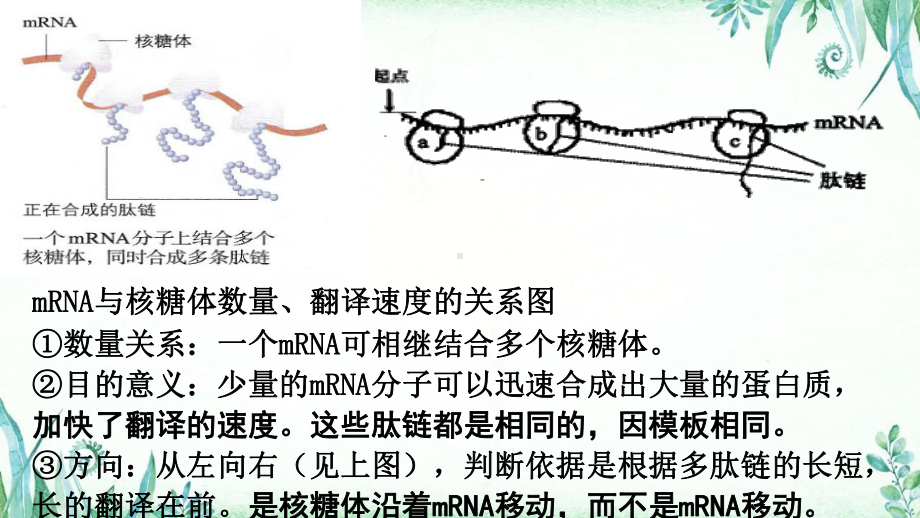 新教材生物《基因指导蛋白质的合成》课件1.pptx_第2页