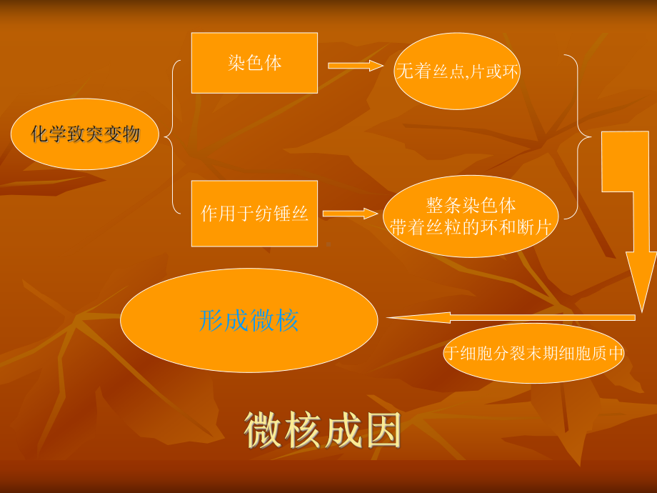 小鼠骨髓细胞微核试验课件.ppt_第3页