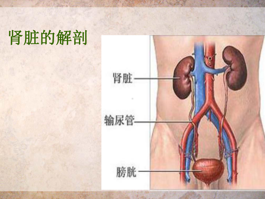 慢性肾功能衰竭护理常规讲稿课件.ppt_第2页