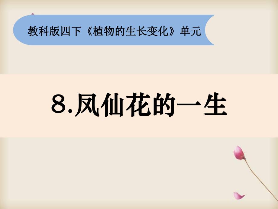 新教科版四年级下册课件：1 8《凤仙花的一生》.pptx_第2页