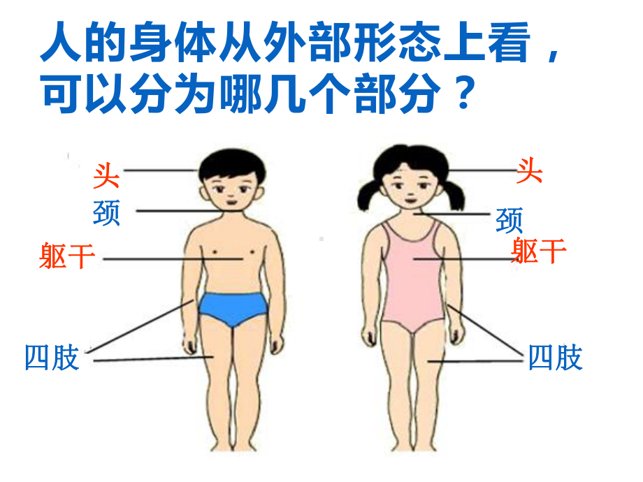 六年级科学下册课件-4人体的组成52-冀人版 (共18张ppt).ppt_第2页