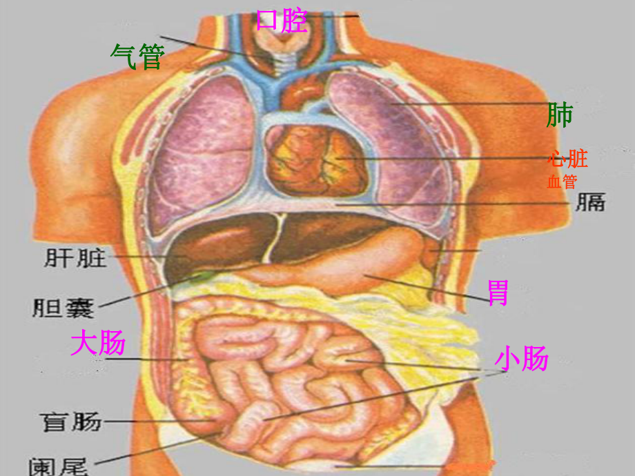 六年级科学下册课件-4人体的组成52-冀人版 (共18张ppt).ppt_第3页