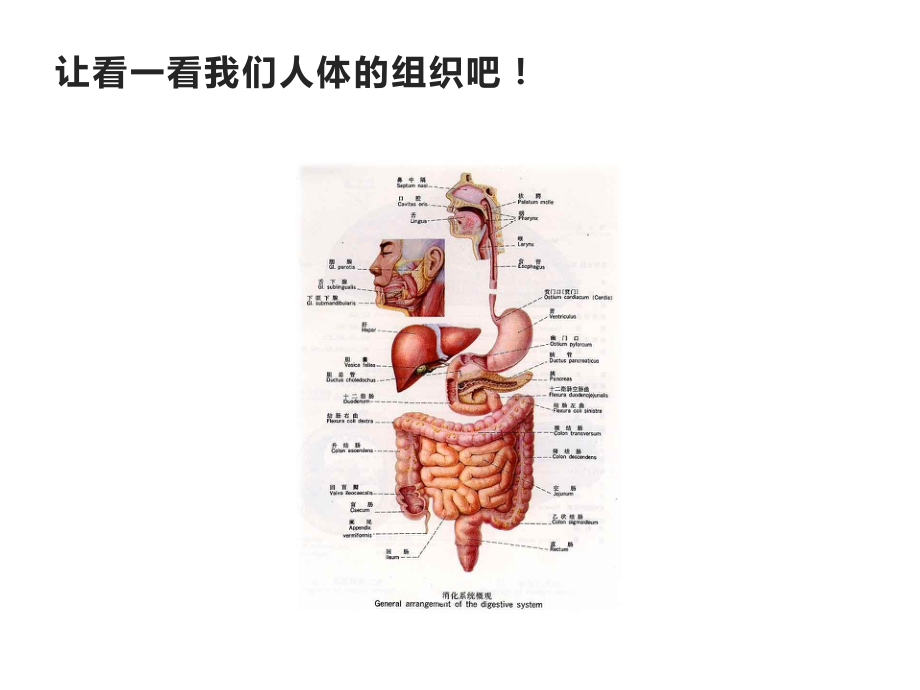 六年级科学下册课件-4人体的组成83-冀人版(共8张ppt).ppt_第2页