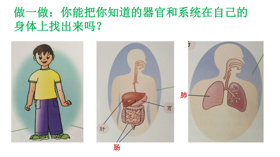 六年级科学下册课件-4人体的组成91-冀人版 (共20张ppt).ppt_第3页