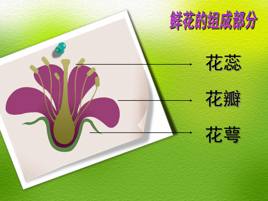 二年级下册美术课件-2.5 美丽的花园 岭南版(共13张PPT).pptx_第2页