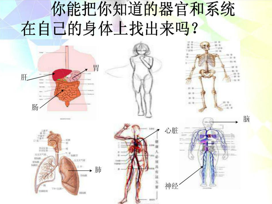 六年级科学下册课件-4人体的组成70-冀人版(共30张ppt).ppt_第2页