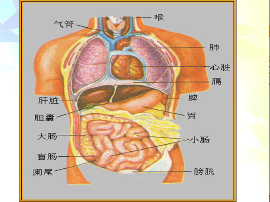 六年级科学下册课件-4人体的组成70-冀人版(共30张ppt).ppt_第3页