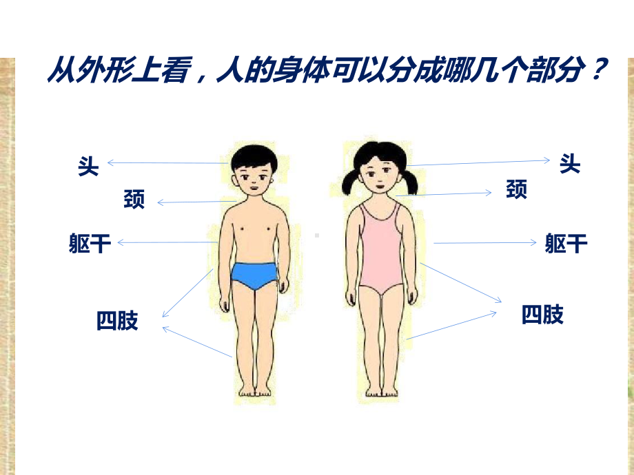 六年级科学下册课件-4人体的组成17-冀人版（9张PPT).pptx_第2页