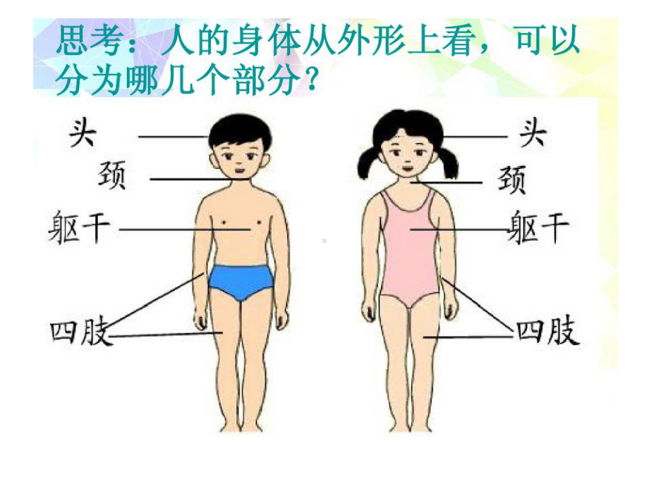 六年级科学下册课件-4人体的组成111-冀人版 (共26张ppt).ppt_第2页