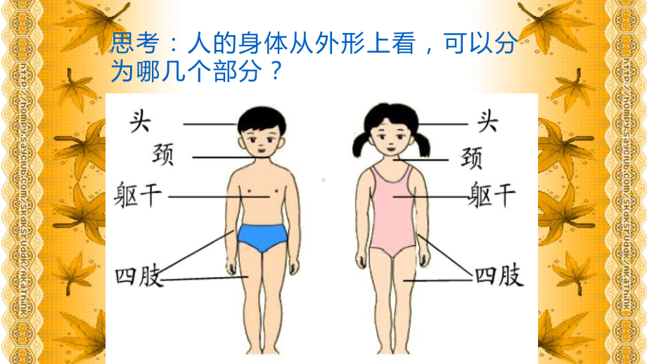 六年级科学下册课件-4人体的组成15-冀人版（32张PPT).pptx_第3页