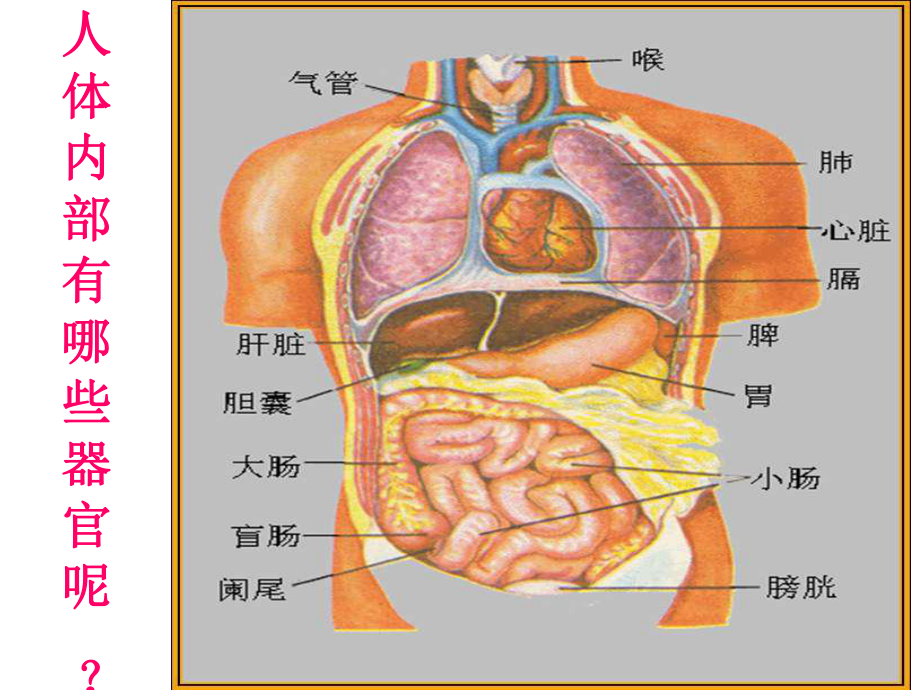 六年级科学下册课件-4人体的组成74-冀人版(共18张ppt).pptx_第3页