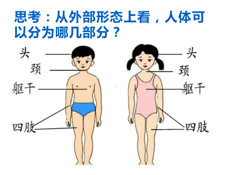 六年级科学下册课件-4人体的组成43-冀人版（9张PPT).ppt_第2页