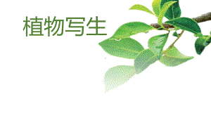 五年级下册美术课件-第11课植物写生丨浙美版.pptx