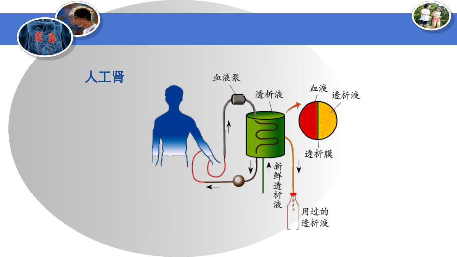 最新浙教版九年级上册科学45《体内物质的动态平衡》第2课时优秀课件.ppt_第3页