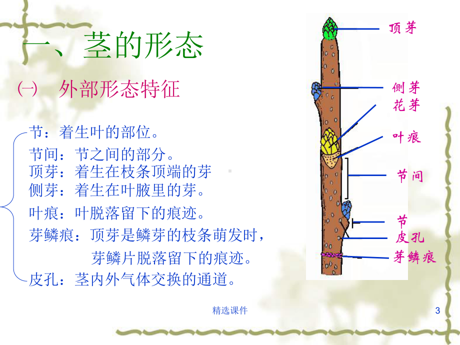 植物茎的结构教学课件.ppt_第3页