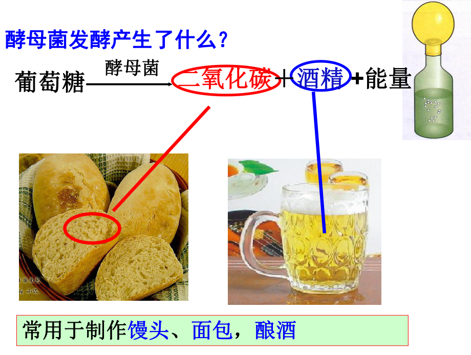 最新人教版八年级生物上册 第五单元 第四章5第五节人类对细菌和真菌的利用课件.ppt_第3页