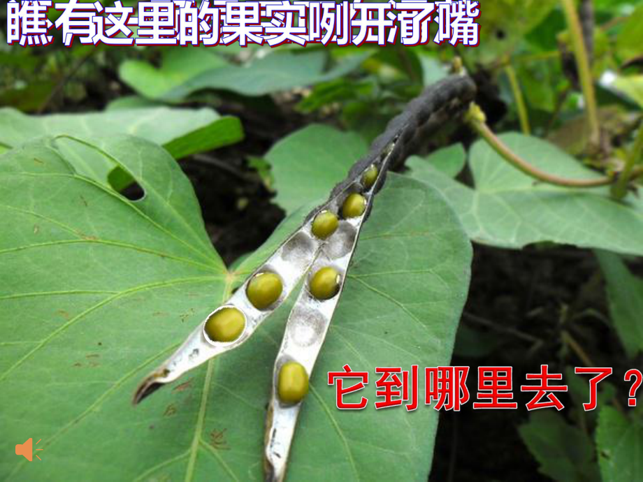 3.1.2 种子植物-课件(4)-人教版生物七年级上册.ppt_第1页