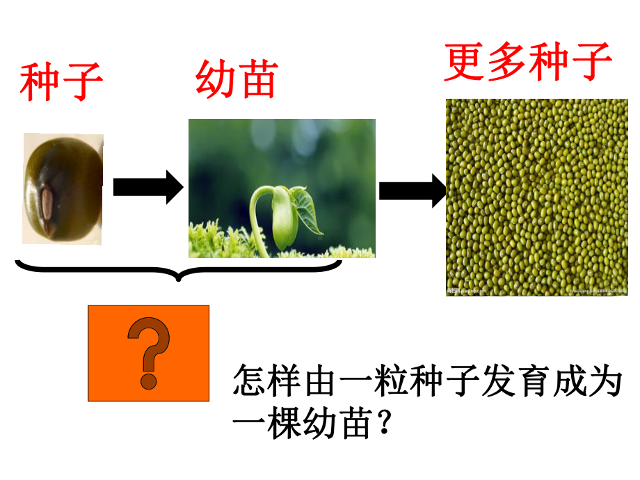 3.1.2 种子植物-课件(4)-人教版生物七年级上册.ppt_第2页