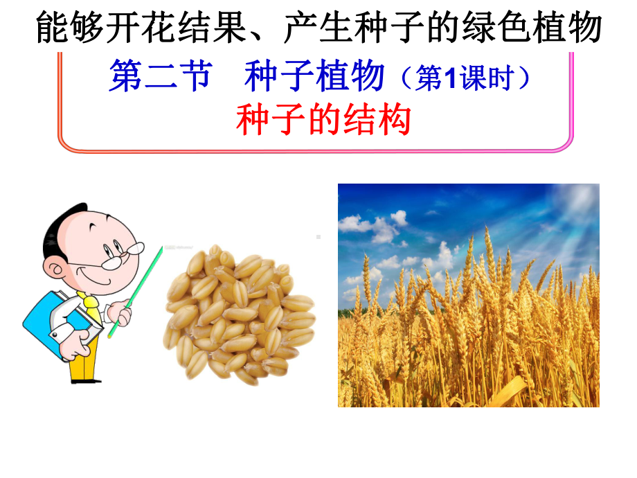 3.1.2 种子植物-课件(4)-人教版生物七年级上册.ppt_第3页