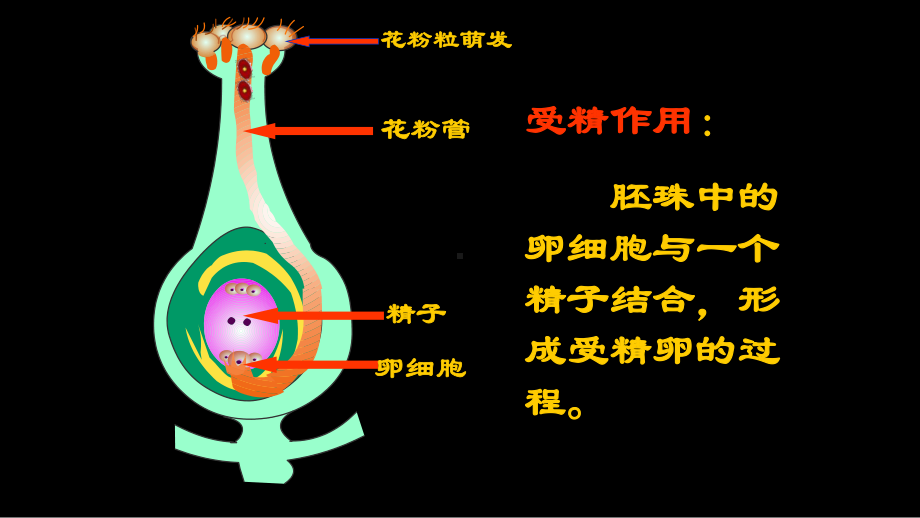 最新部编版人教版八年级生物下册期末总复习课件.pptx_第3页