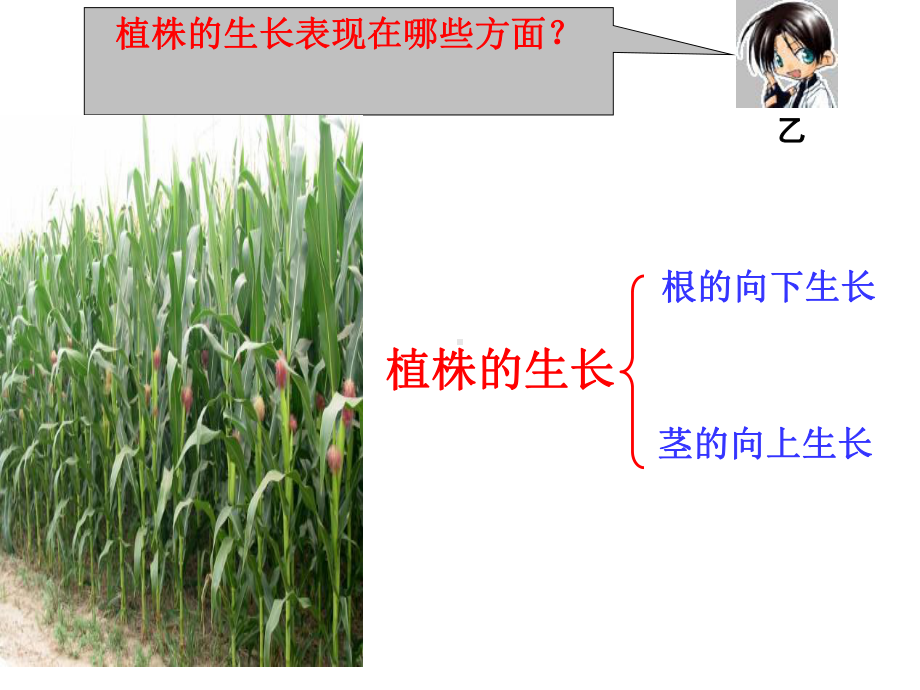 植株的生长课件 (新人教版七年级上).ppt_第2页