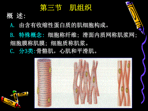 (人体结构学)第二章 基本组织 肌组织课件.pptx