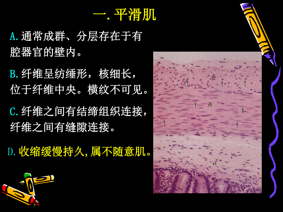 (人体结构学)第二章 基本组织 肌组织课件.pptx_第2页