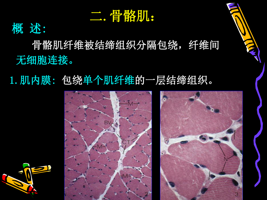 (人体结构学)第二章 基本组织 肌组织课件.pptx_第3页