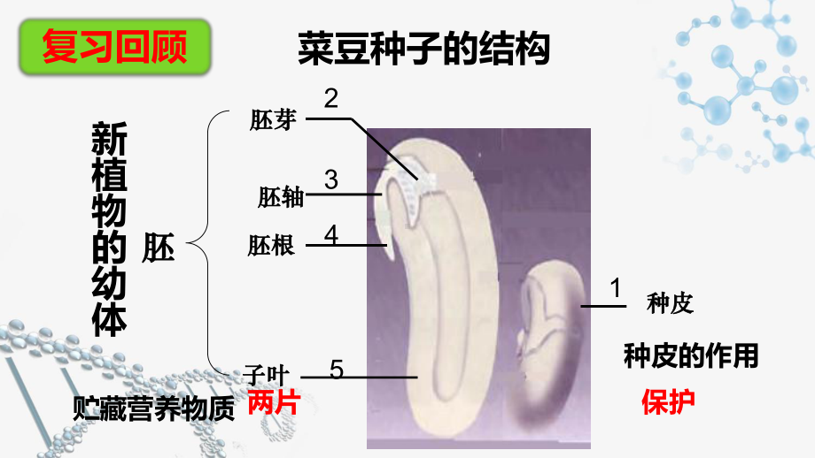 3.1.2 种子植物-课件(1)-人教版生物七年级上册.pptx_第2页