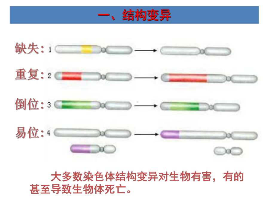 染色体变异 高中生物必修二课件.ppt_第2页