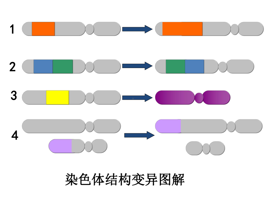 染色体变异 高中生物必修二课件.ppt_第3页