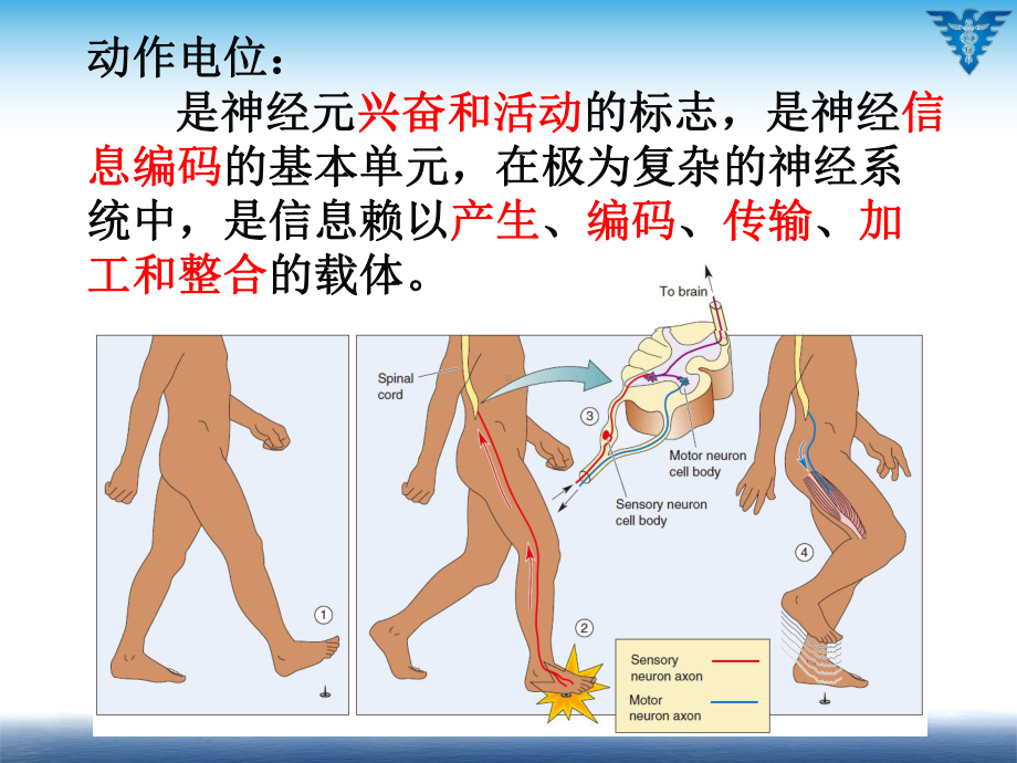 (神经生物学课件)3、动作电位.ppt_第3页