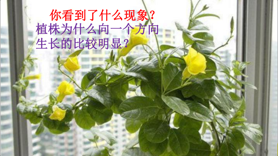 六年级科学上册课件-1. 植物角里的科学问题10-大象版.ppt_第3页