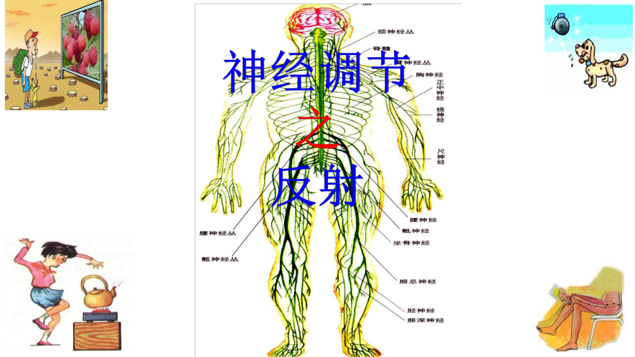 2020届高三生物反射专题复习课件.pptx_第1页