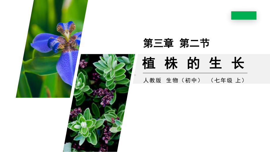 最新人教版七年级生物上册《植株的生长》课件.pptx_第1页