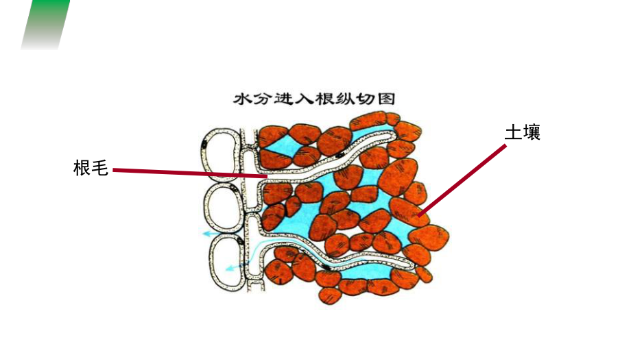 最新人教版七年级生物上册《植株的生长》课件.pptx_第3页